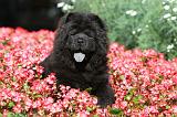 CHOW CHOW 386
